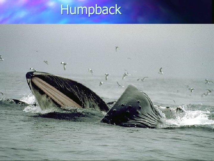 Humpback 