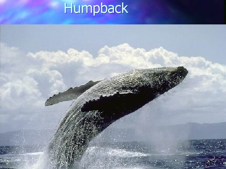 Humpback 