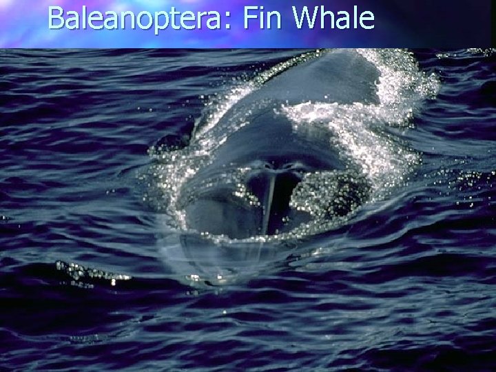 Baleanoptera: Fin Whale 