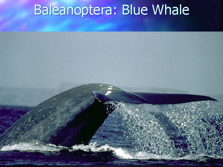 Baleanoptera: Blue Whale 