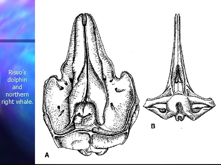 Risso’s dolphin and northern right whale. 