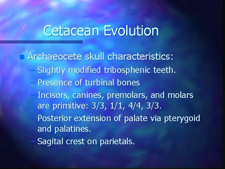 Cetacean Evolution n Archaeocete skull characteristics: – Slightly modified tribosphenic teeth. – Presence of