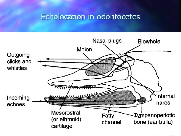 Echolocation in odontocetes 