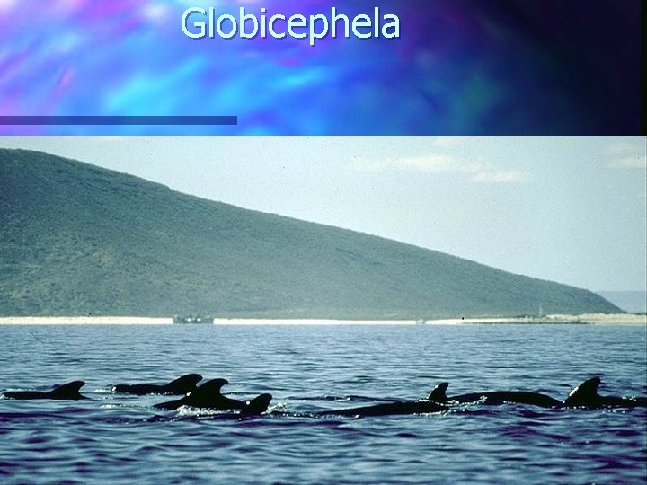Globicephela 