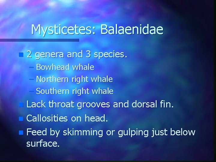 Mysticetes: Balaenidae n 2 genera and 3 species. – Bowhead whale – Northern right