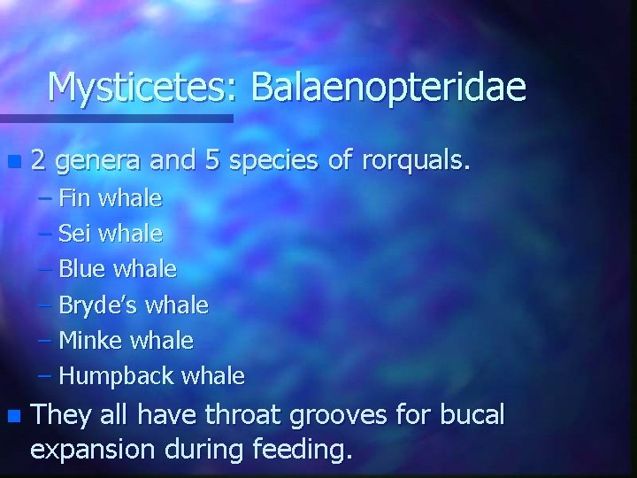 Mysticetes: Balaenopteridae n 2 genera and 5 species of rorquals. – Fin whale –