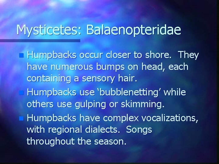 Mysticetes: Balaenopteridae Humpbacks occur closer to shore. They have numerous bumps on head, each