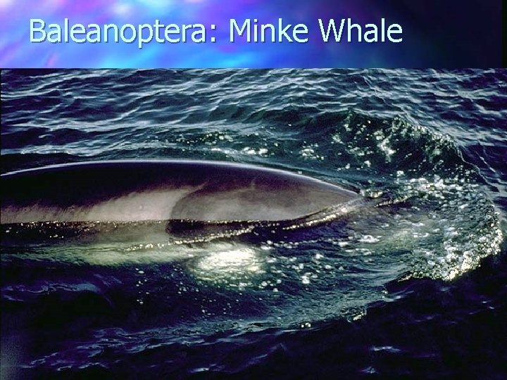 Baleanoptera: Minke Whale 