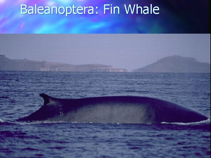 Baleanoptera: Fin Whale 
