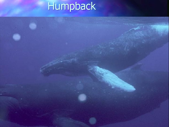 Humpback 