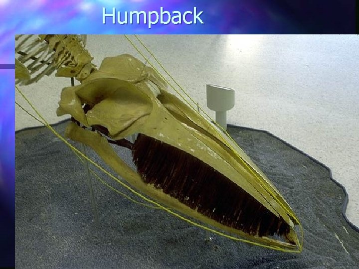 Humpback 