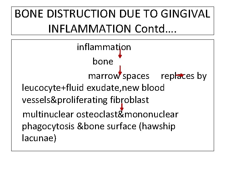 BONE DISTRUCTION DUE TO GINGIVAL INFLAMMATION Contd…. inflammation bone marrow spaces replaces by leucocyte+fluid