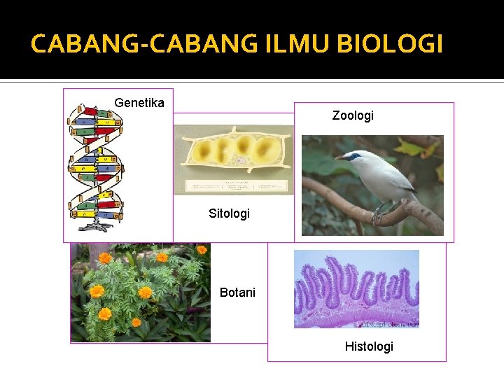 CABANG-CABANG ILMU BIOLOGI Genetika Zoologi Sitologi Botani Histologi 