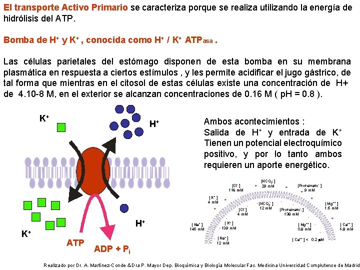 El transporte Activo Primario se caracteriza porque se realiza utilizando la energía de hidrólisis