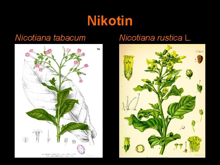 Nikotin Nicotiana tabacum Nicotiana rustica L. 