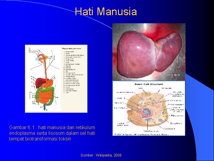 Hati Manusia Gambar 6. 1 : hati manusia dan retikulum endoplasma serta lisosom dalam