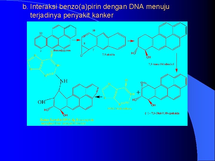 b. Interaksi benzo(a)pirin dengan DNA menuju terjadinya penyakit kanker 