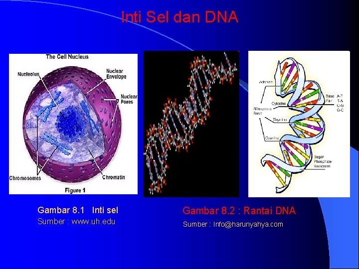 Inti Sel dan DNA Gambar 8. 1 Inti sel Sumber : www. uh. edu