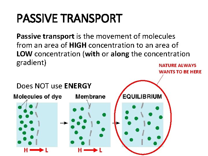 PASSIVE TRANSPORT Passive transport is the movement of molecules from an area of HIGH