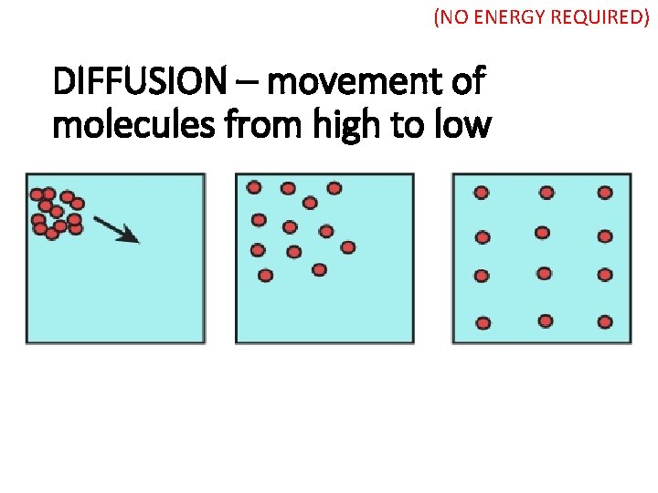 (NO ENERGY REQUIRED) DIFFUSION – movement of molecules from high to low 