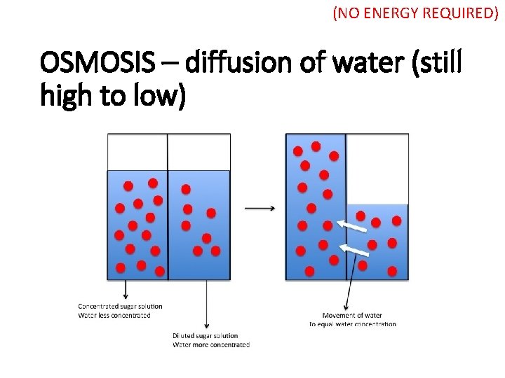 (NO ENERGY REQUIRED) OSMOSIS – diffusion of water (still high to low) 