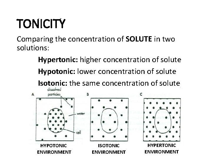 TONICITY Comparing the concentration of SOLUTE in two solutions: Hypertonic: higher concentration of solute