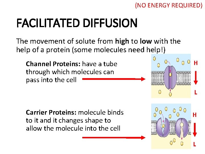 (NO ENERGY REQUIRED) FACILITATED DIFFUSION The movement of solute from high to low with