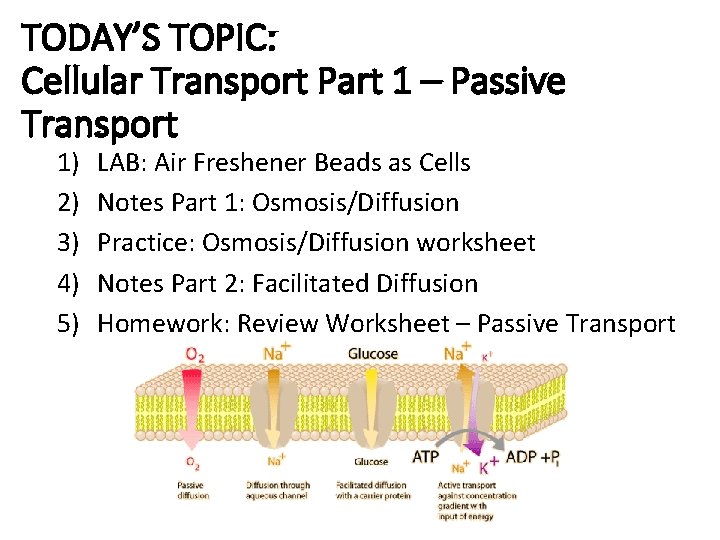 TODAY’S TOPIC: Cellular Transport Part 1 – Passive Transport 1) 2) 3) 4) 5)