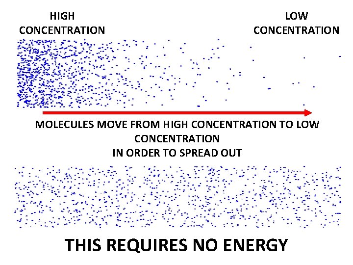 HIGH CONCENTRATION LOW CONCENTRATION MOLECULES MOVE FROM HIGH CONCENTRATION TO LOW CONCENTRATION IN ORDER