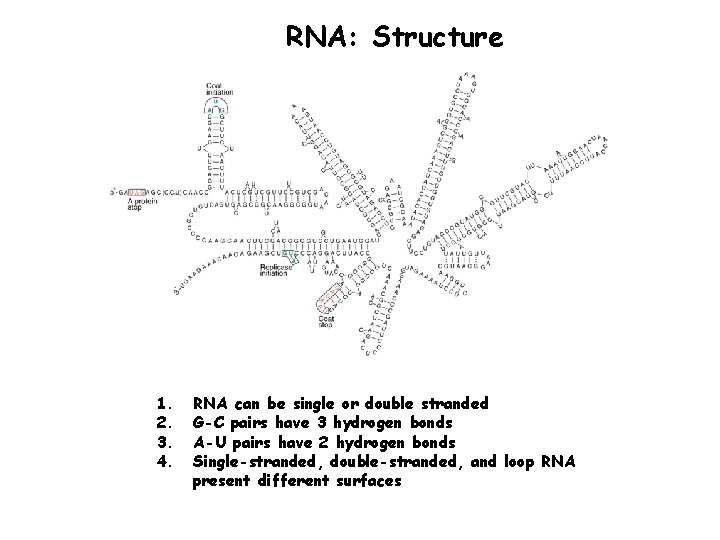 RNA: Structure 1. 2. 3. 4. RNA can be single or double stranded G-C