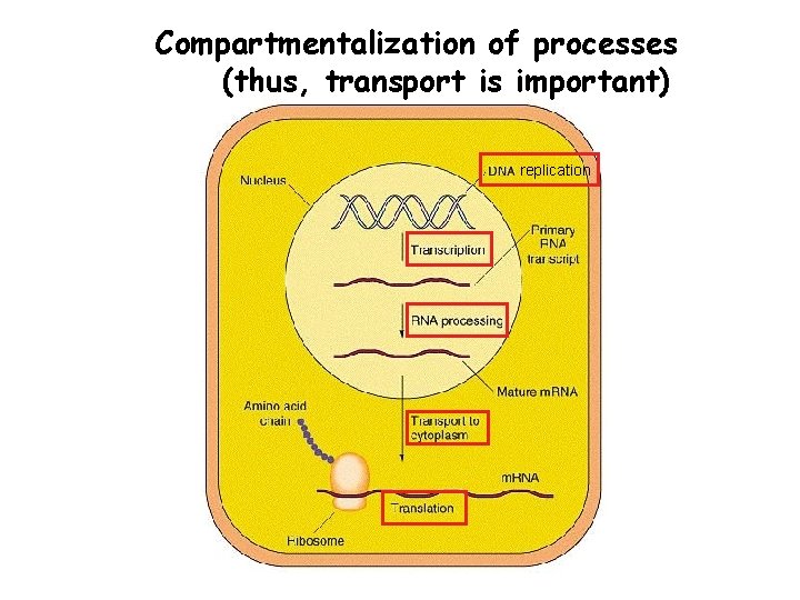 Compartmentalization of processes (thus, transport is important) replication 