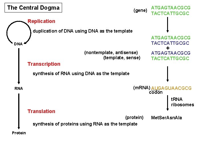 The Central Dogma (gene) ATGAGTAACGCG TACTCATTGCGC Replication duplication of DNA using DNA as the