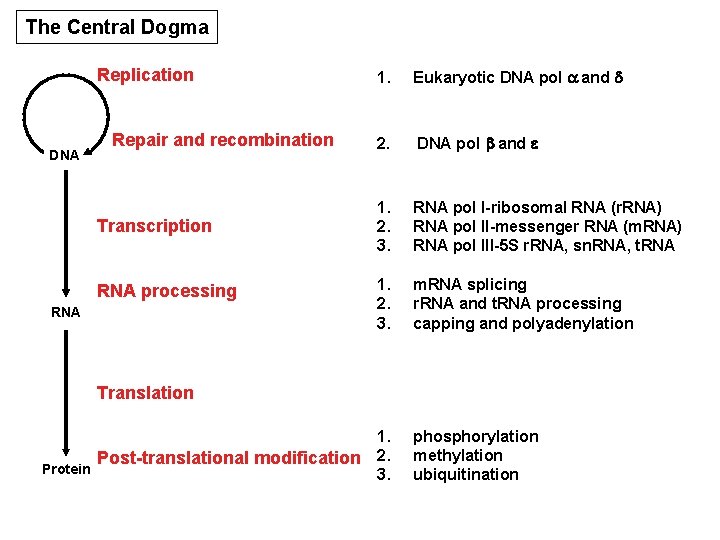 The Central Dogma Replication DNA Repair and recombination Transcription RNA processing RNA 1. Eukaryotic