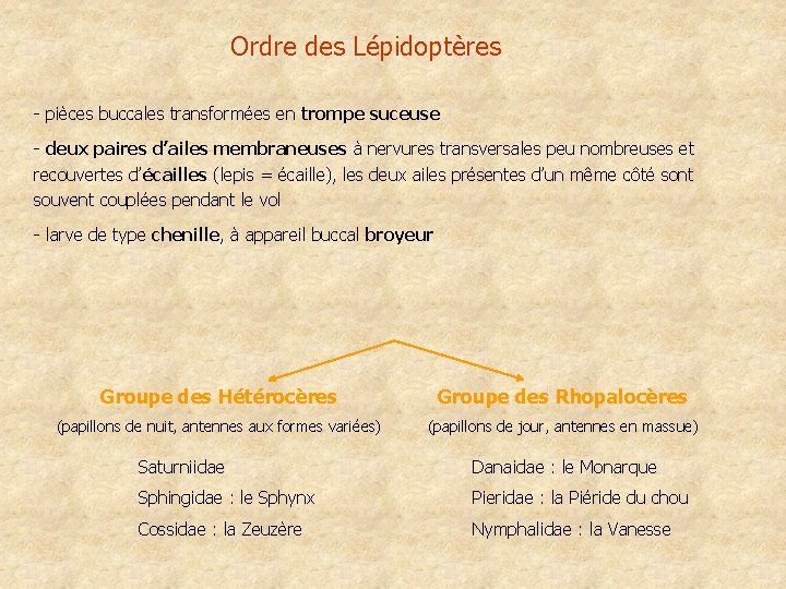 Ordre des Lépidoptères - pièces buccales transformées en trompe suceuse - deux paires d’ailes