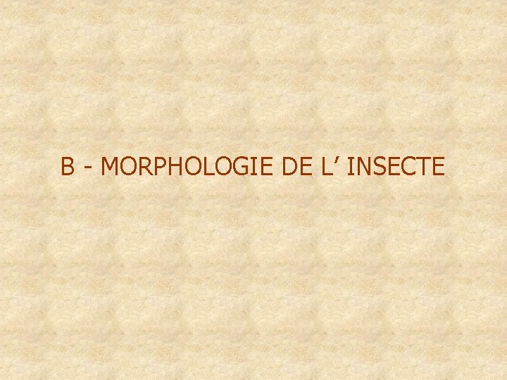 B - MORPHOLOGIE DE L’ INSECTE 