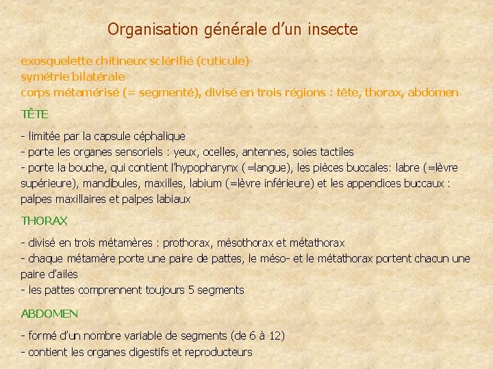 Organisation générale d’un insecte exosquelette chitineux sclérifié (cuticule) symétrie bilatérale corps métamérisé (= segmenté),