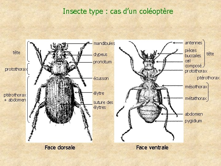 Insecte type : cas d’un coléoptère antennes mandibules tête pièces buccales tête œil composé