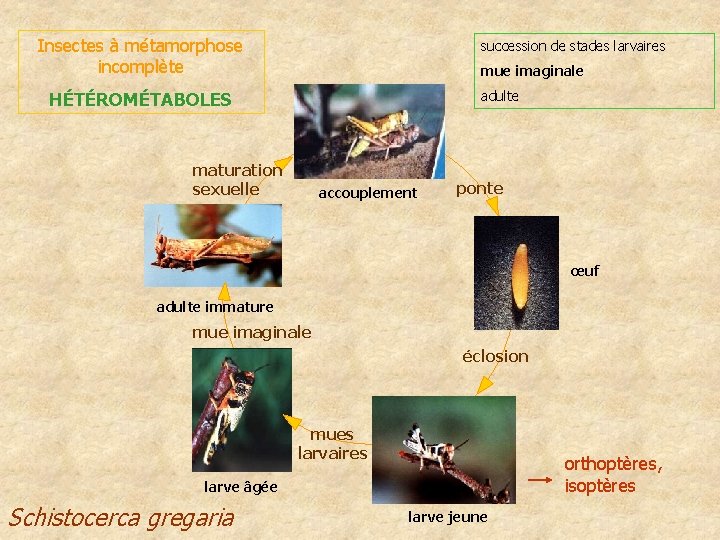 Insectes à métamorphose incomplète succession de stades larvaires mue imaginale adulte HÉTÉROMÉTABOLES maturation sexuelle