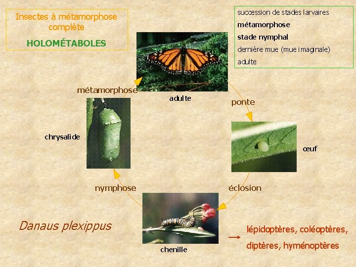 succession de stades larvaires Insectes à métamorphose complète métamorphose stade nymphal HOLOMÉTABOLES dernière mue