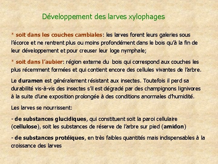 Développement des larves xylophages * soit dans les couches cambiales: les larves forent leurs