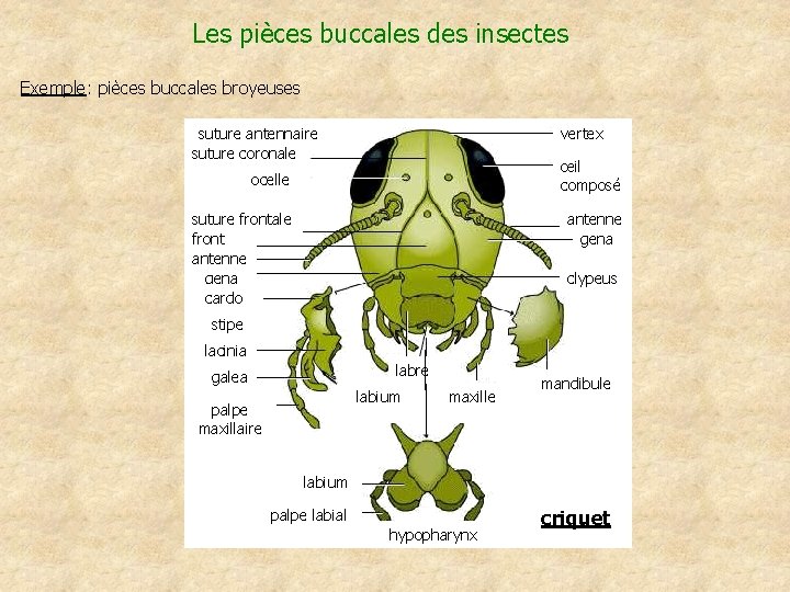 Les pièces buccales des insectes Exemple: pièces buccales broyeuses suture antennaire suture coronale vertex