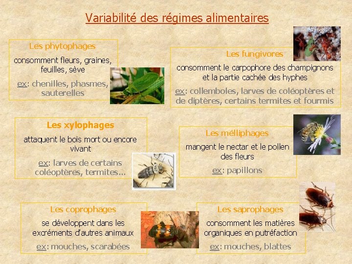 Variabilité des régimes alimentaires Les phytophages consomment fleurs, graines, feuilles, sève ex: chenilles, phasmes,