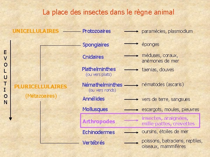 La place des insectes dans le règne animal UNICELLULAIRES E V O L U