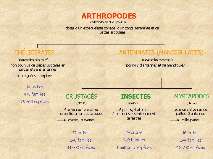 ARTHROPODES (embranchement ou phylum) dotés d’un exosquelette coriace, d’un corps segmenté et de pattes