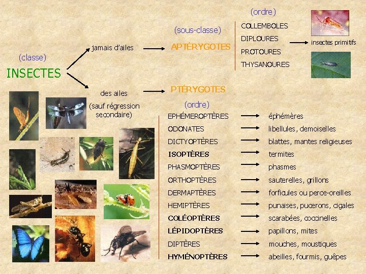 (ordre) (sous-classe) jamais d’ailes APTÉRYGOTES (classe) COLLEMBOLES DIPLOURES insectes primitifs PROTOURES THYSANOURES INSECTES des