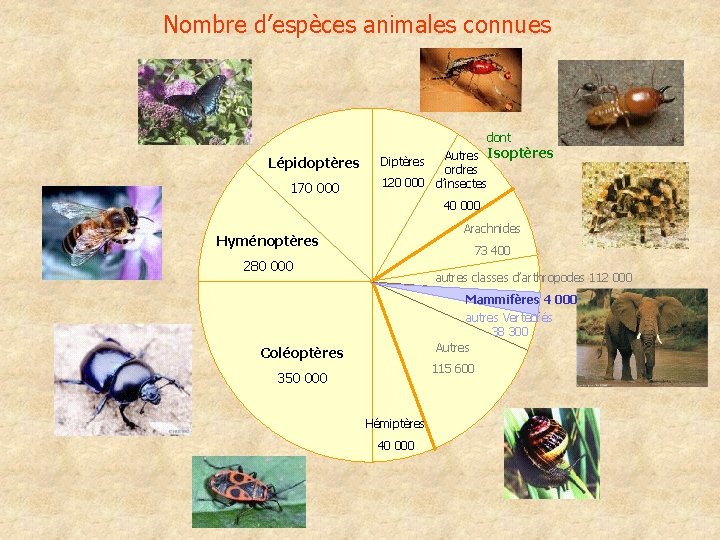 Nombre d’espèces animales connues dont Lépidoptères 170 000 Autres Isoptères ordres 120 000 d’insectes