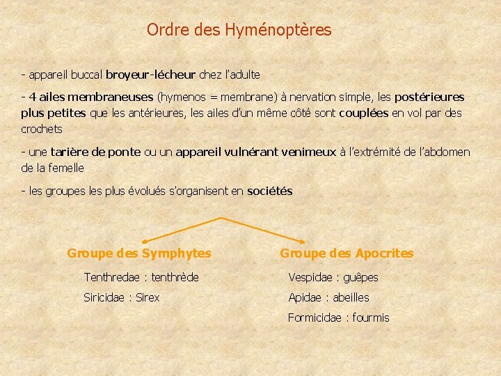 Ordre des Hyménoptères - appareil buccal broyeur-lécheur chez l’adulte - 4 ailes membraneuses (hymenos