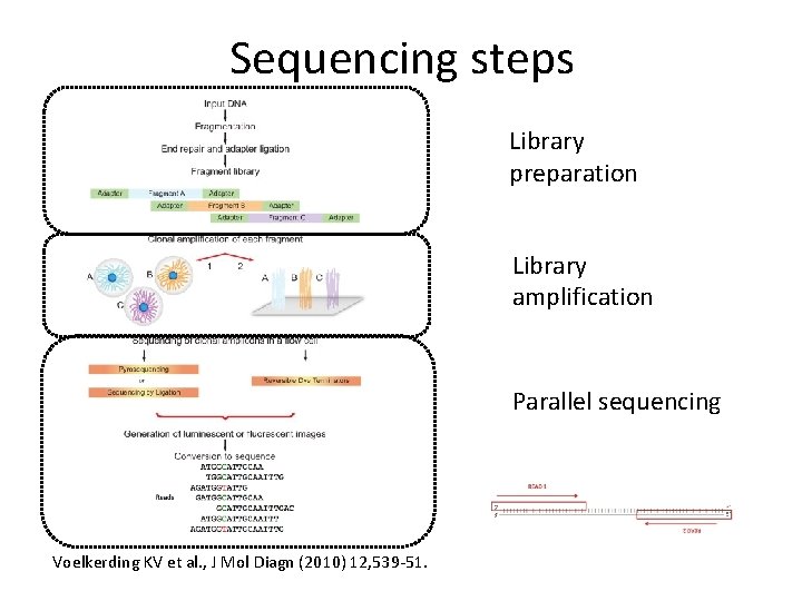 Sequencing steps Library preparation Library amplification Parallel sequencing Voelkerding KV et al. , J