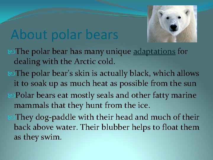 About polar bears The polar bear has many unique adaptations for dealing with the