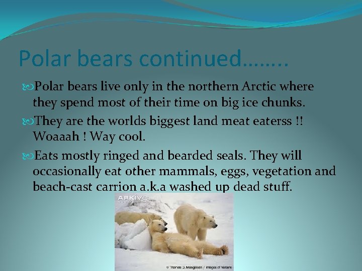 Polar bears continued……. . Polar bears live only in the northern Arctic where they
